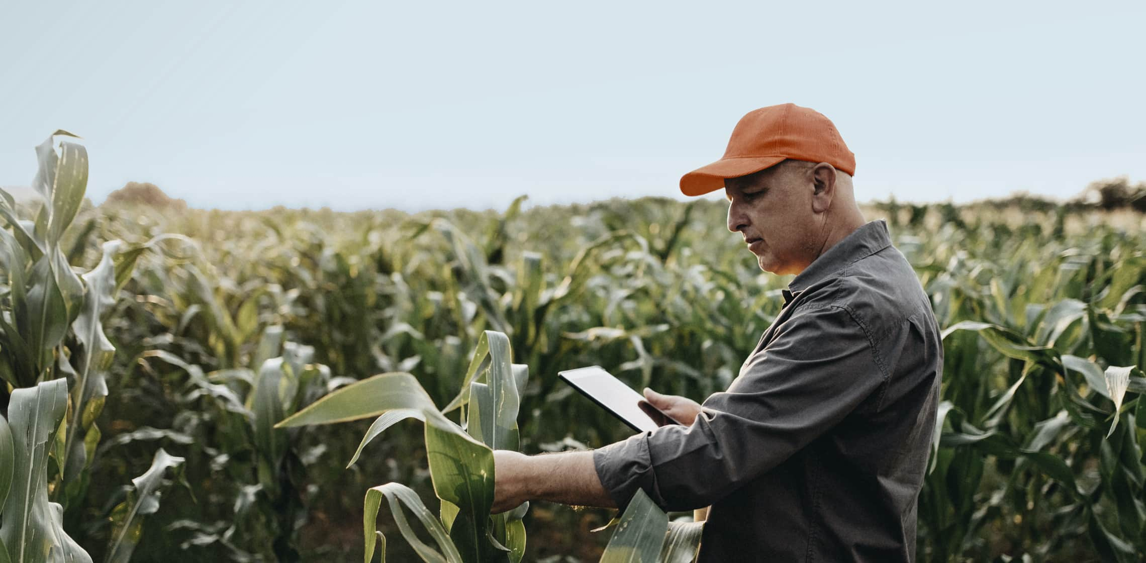 Man in the field