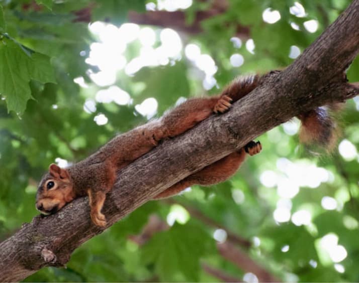A lazy squirrel hanging out on a tree branch